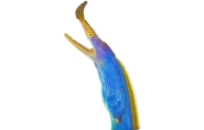 Ribbon Eel