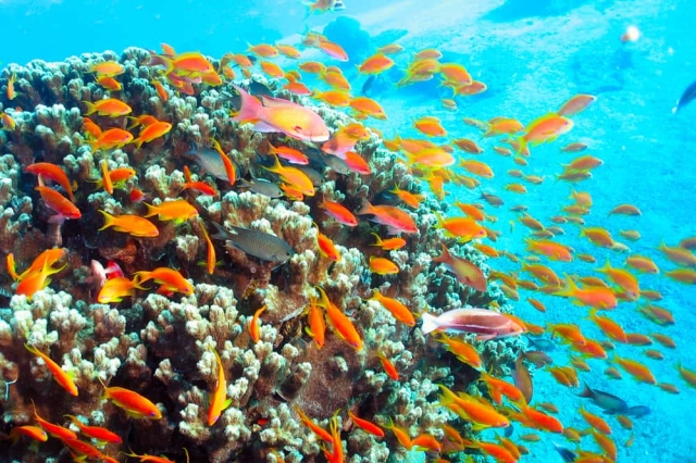 coral aqaba scuba diving review