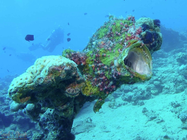 Nuweiba Giant Frog Fish Diving