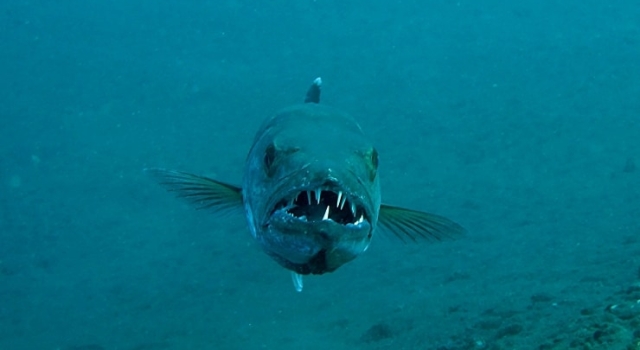 Barracuda Face Scary Smile
