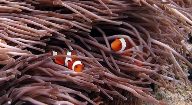 Clownfish Near Anemone