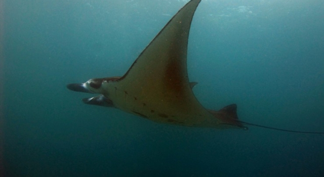 Manta Ray Flying Viewed From Side