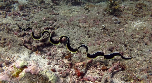 Sea Snake Like Creature
