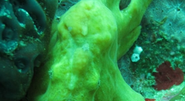 Yellow Frogfish