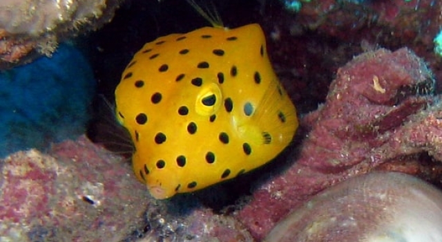 Black Spotted Yellow Boxfish