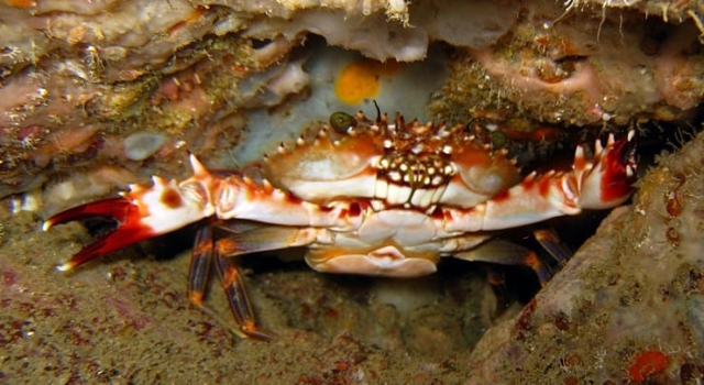 Crab In Rock
