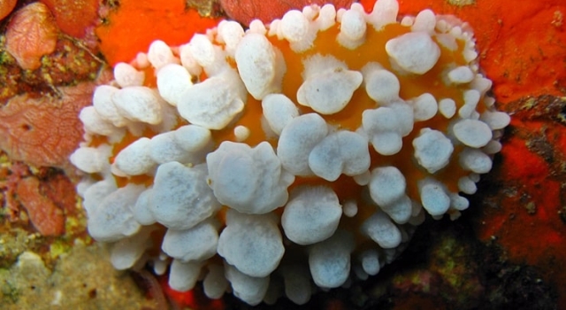 White Orange Shaped Nudibranch