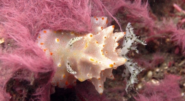 Beautiful Pink Coral Nudibranch