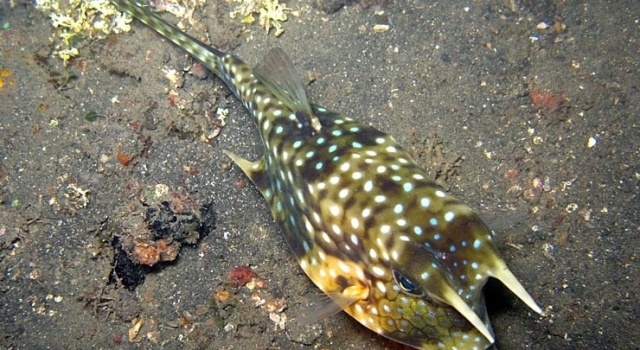 Cowfish White Spotted