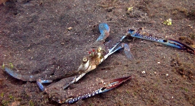 Crab Hiding In Sea Floor