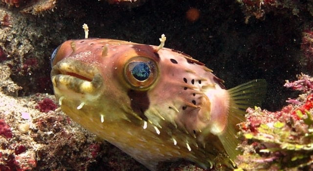 Porcupine Fish Moving Out Of