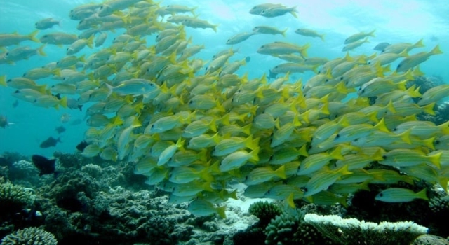 School Hundreds Of Yellow Fish