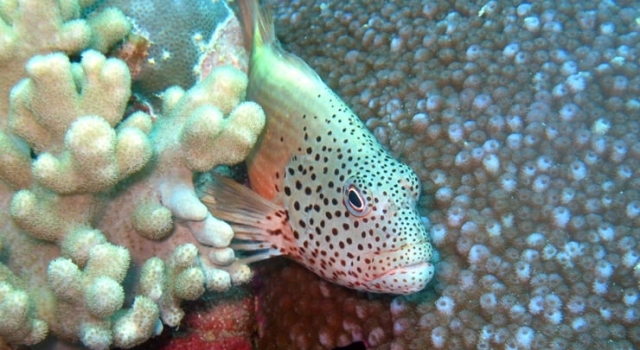 Black Spotted White Fish