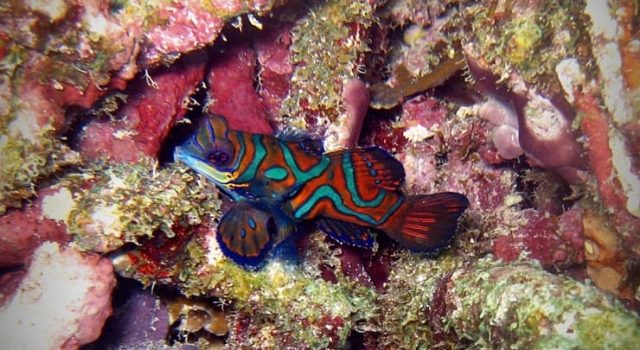 Mandarin Fish