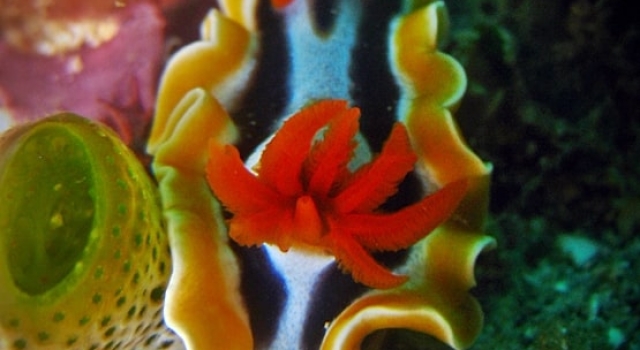Orange Yellow Nudibranch