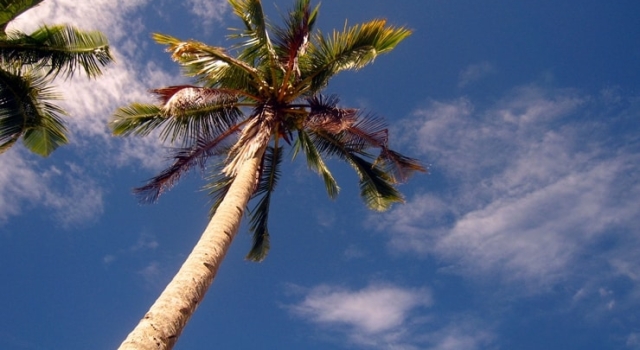 Palmtree Blue Sky