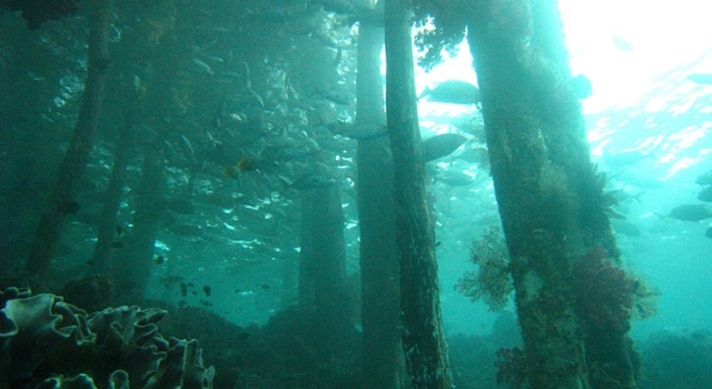 Underwater Forest Raja Ampat