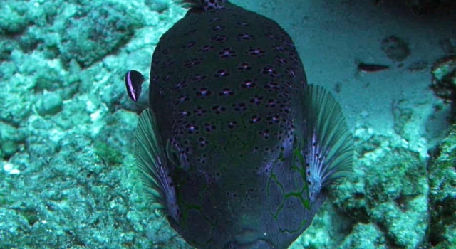 Boxfish Maldives French Polynesia