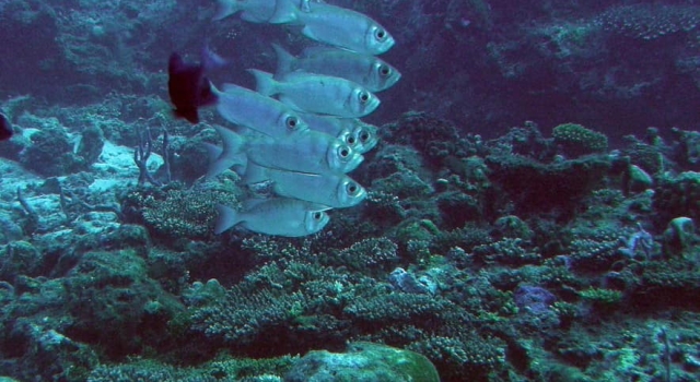 Mackerels In Reef