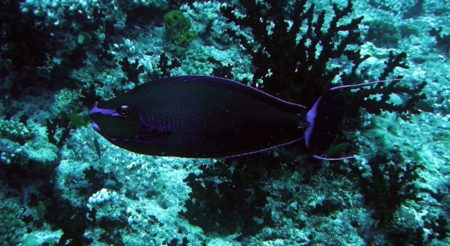 Purple Black Surgeonfish