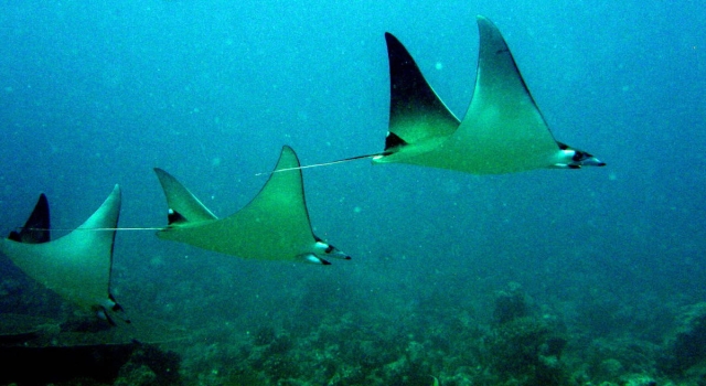 Stack Eagle Rays