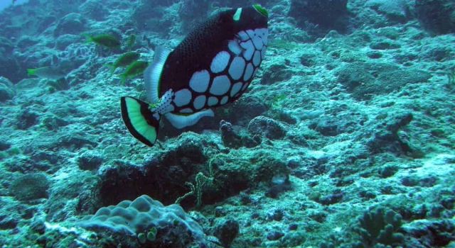 Triggerfish Ready To Defend Its Family