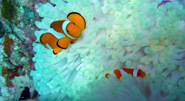 Anemone House Clownfishes