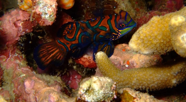 Mandarin Fish Resting In Reef