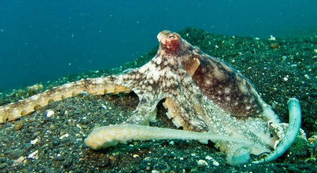 Octopus On Sea Bottom