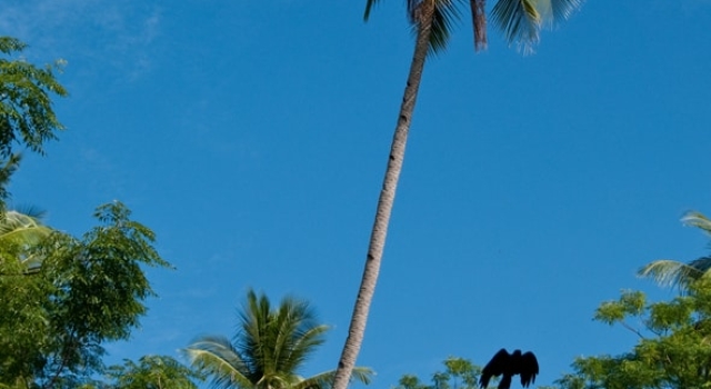 Palmtree Blue Sky Koh Lanta