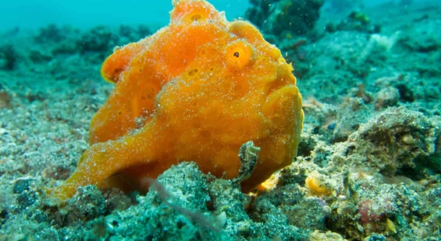 Rare Orange Frogfish