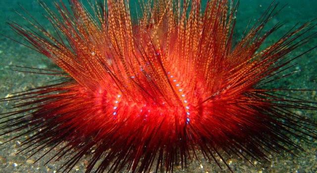 Seafloor Sea Urchin