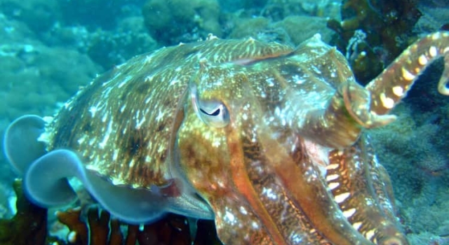 Squid Resting Sea Floor