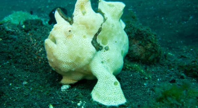 White Frogfish