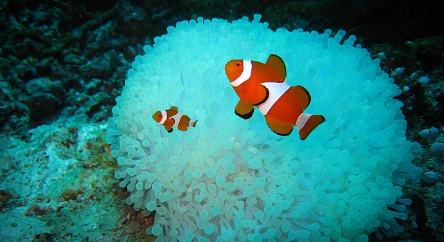 Clown fishes waiting in front of their blue anemone house, Clownfish