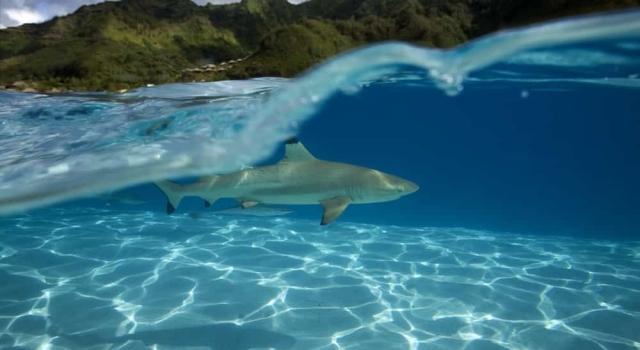 Blacktip Shark patrolling the crystal clear water... EPIC photo! Black Tip Shark