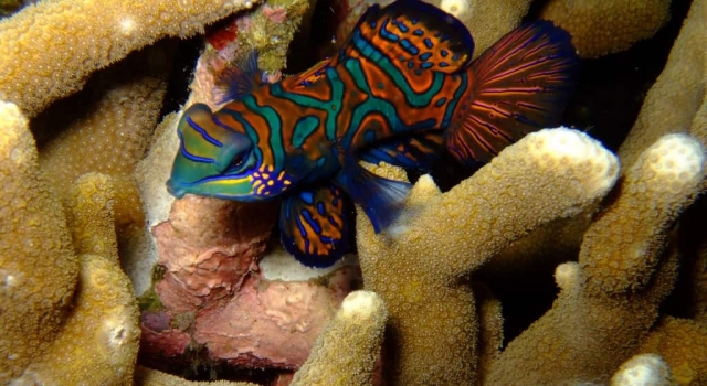 Beautiful & Colorful Mandarin Fish 