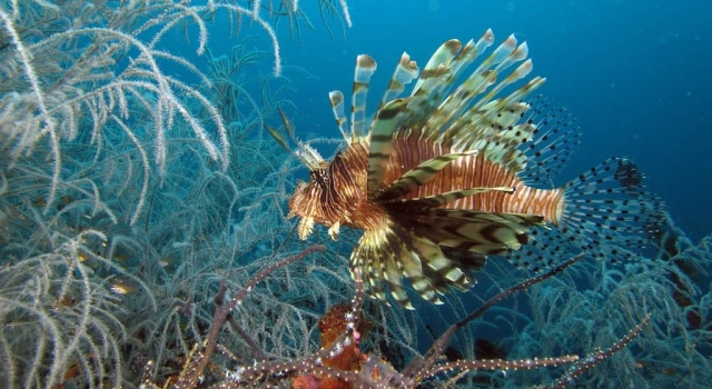 Lion Fish swimming in crystal clear water