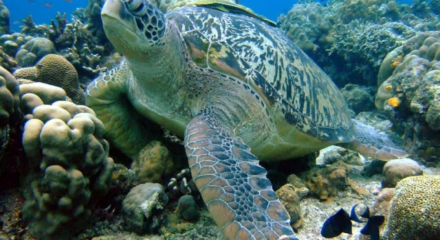 Huge Turtle resting on the sea floor