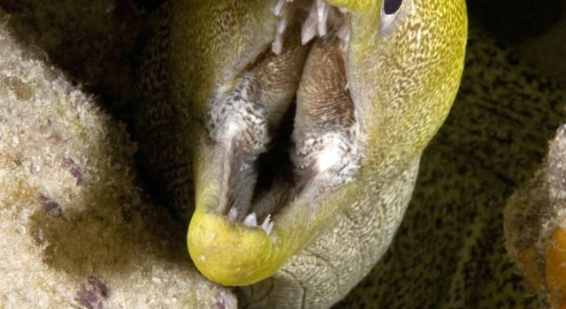 Yellow Moray Eel Rangiroa, Ray