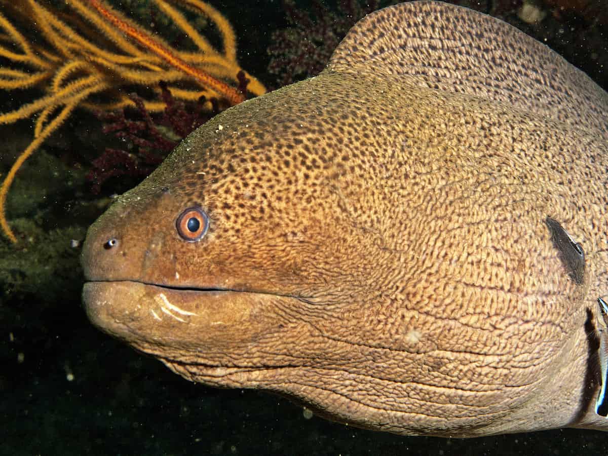 a moray eel