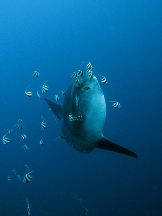 Mola Mola Size