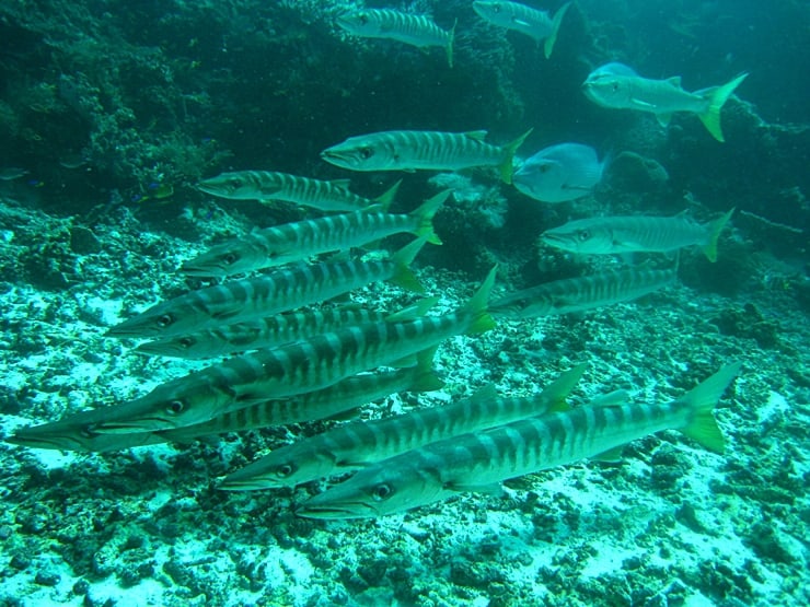 Photos Of Barracudas