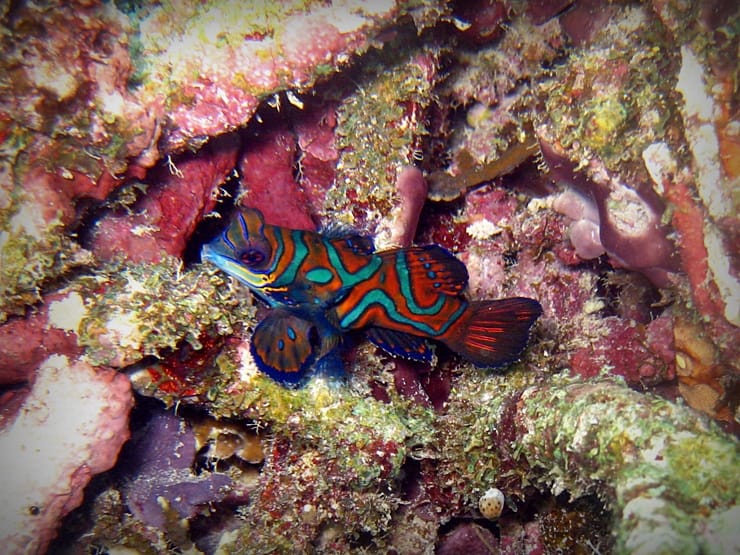 Blue Mandarin Fish