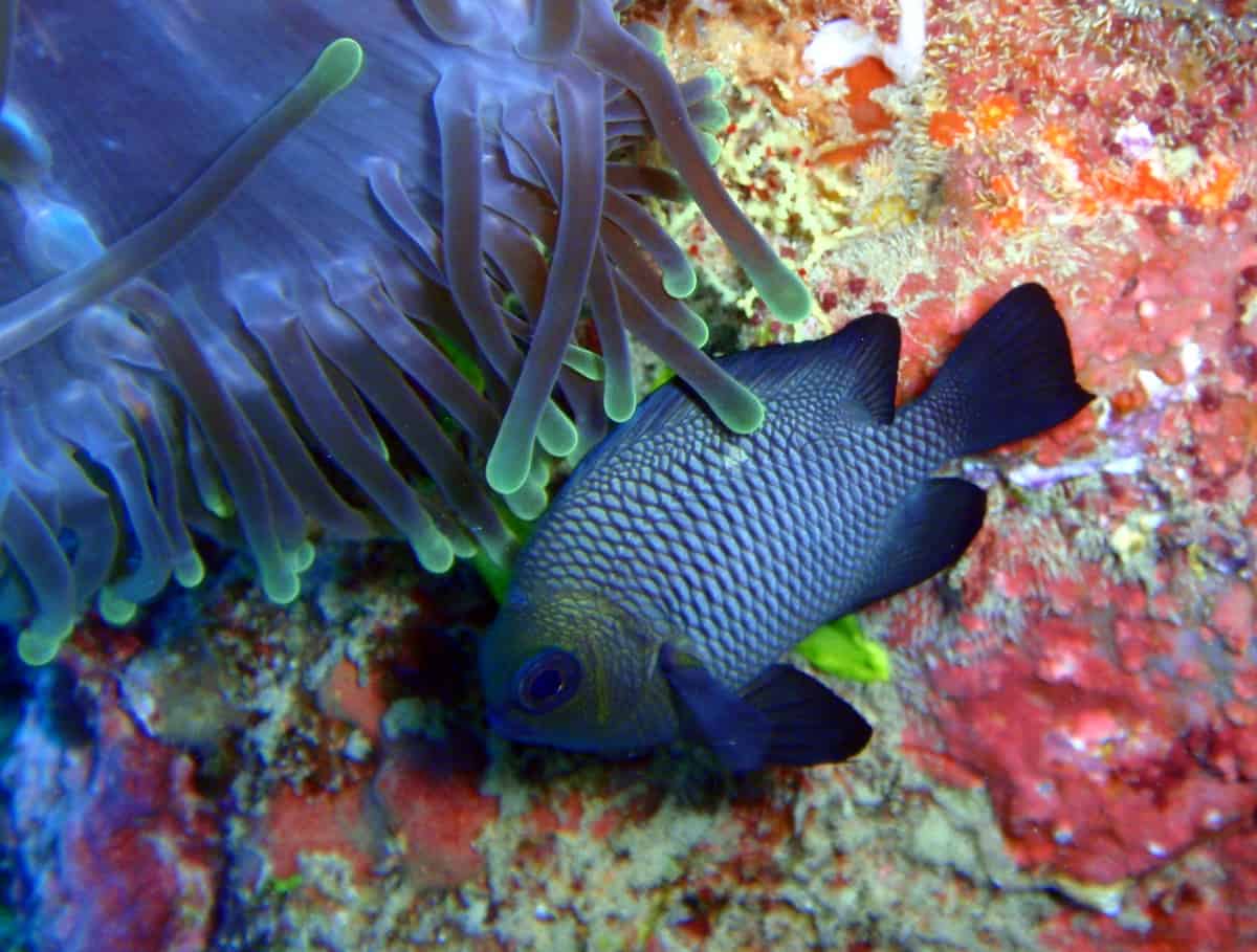 Blue Mandarin Fish