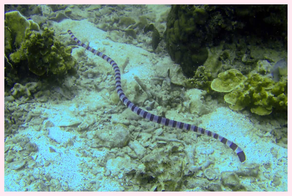 Spotted Sea Snake