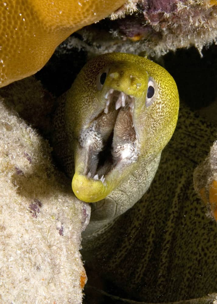 moray eels eating