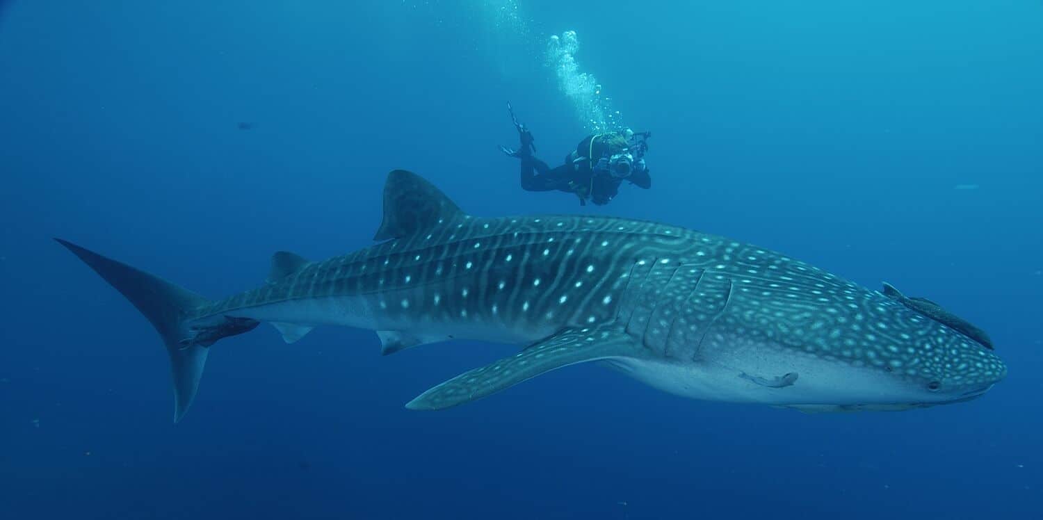 giant whale shark compared to human