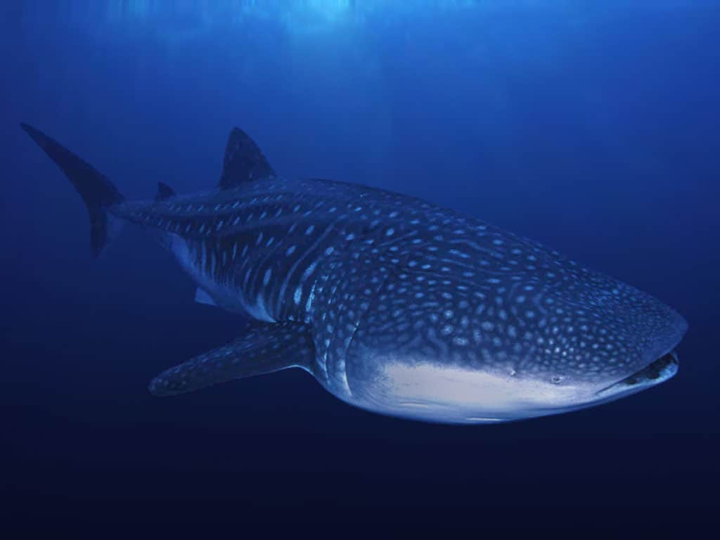 Whale Shark Facts And Information Divezone