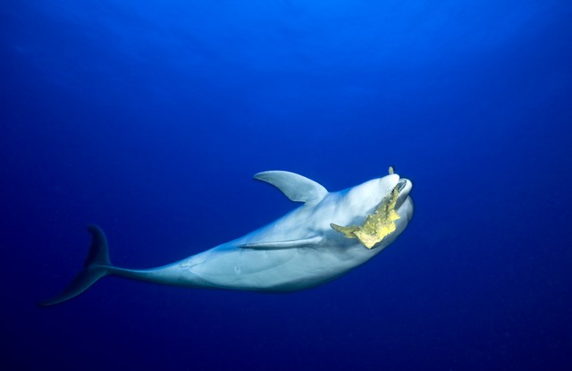 tursiop dolphins at rangiroa